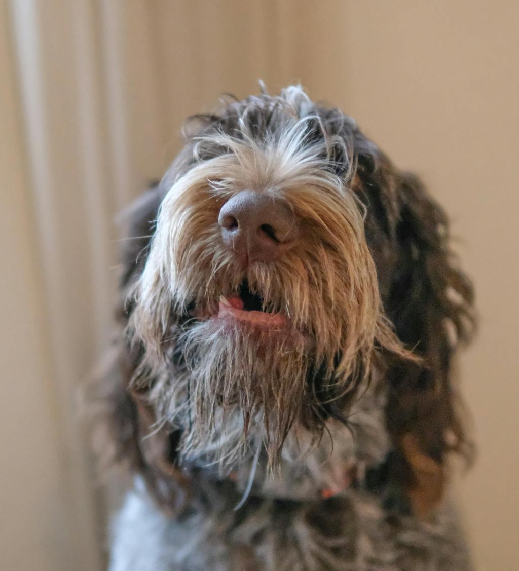 The Tangled Truth: A No-Judgment Guide to Matted Dog&nbsp;Hair